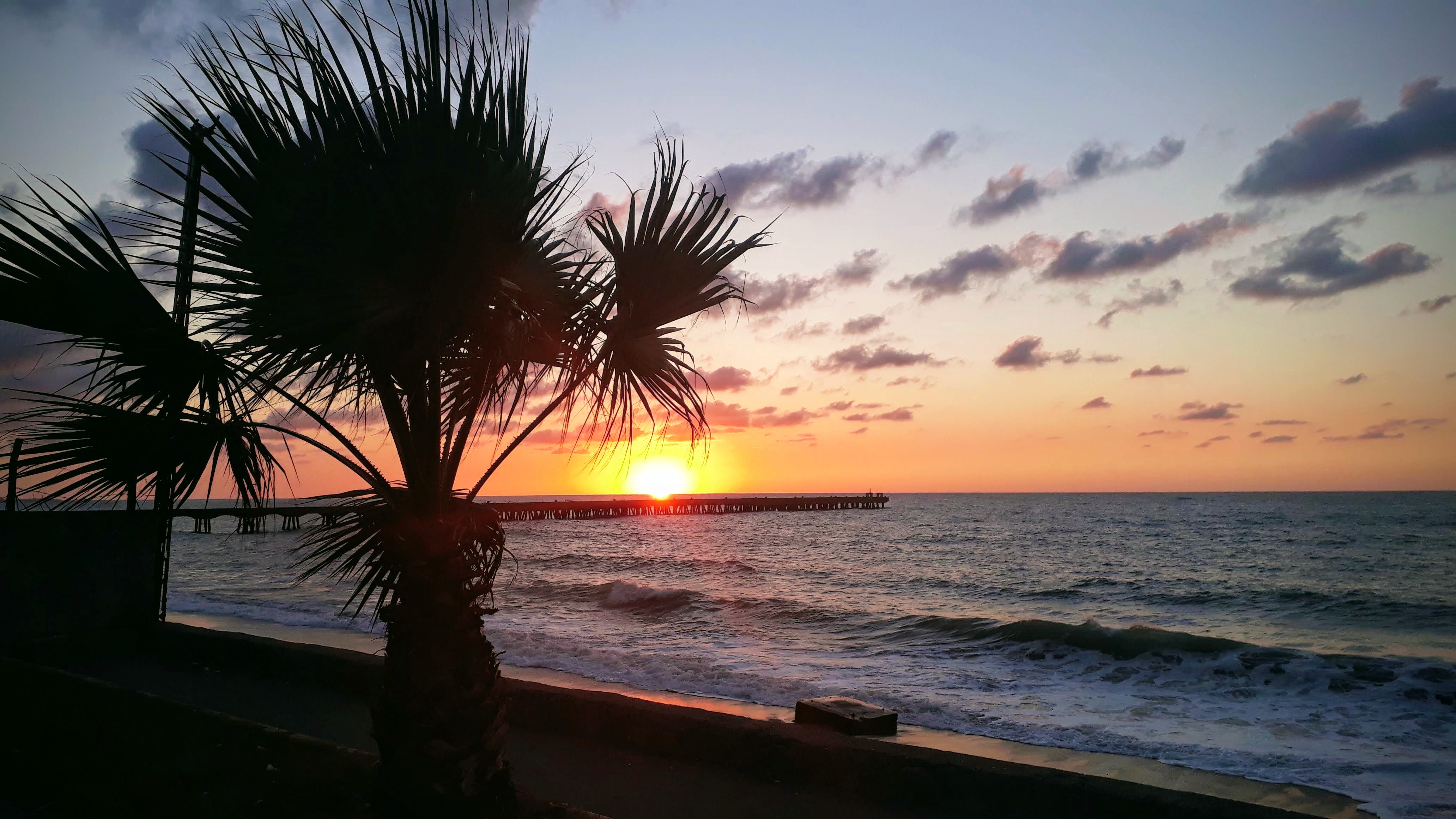 Dark sunset with palm trees